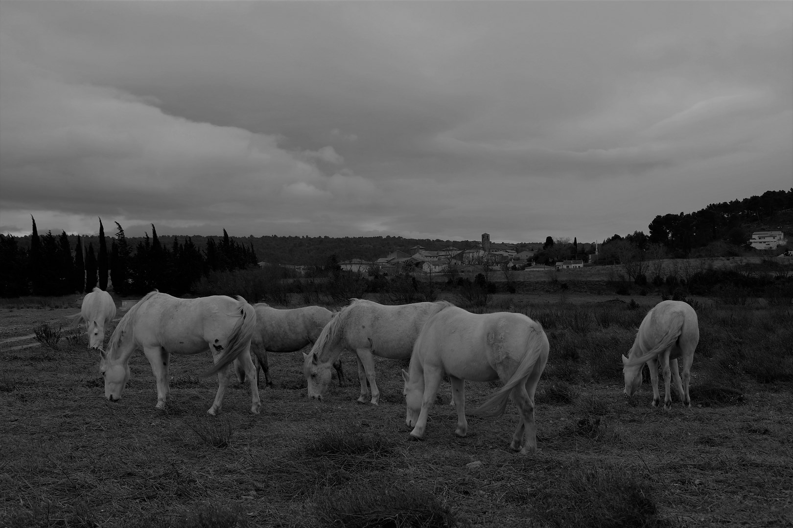 CHEVAUX NOIR ET BLANC (Copier)