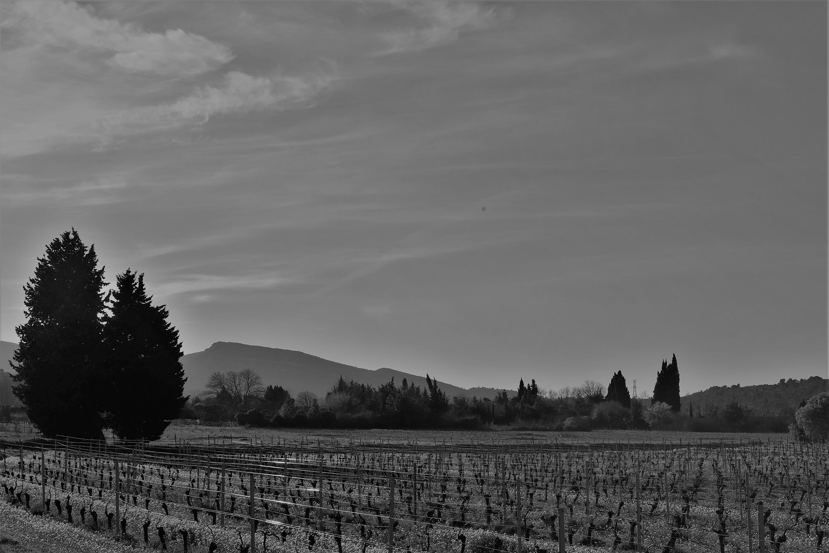 LES VIGNES NOIR ET BLANC (Copier)